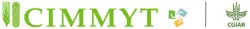 CIMMYT